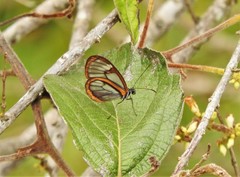 Pteronymia medellina