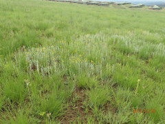 Erigeron primulifolius