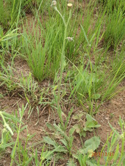 Erigeron primulifolius