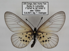 Acraea kraka