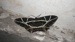 Mesastrape fulguraria