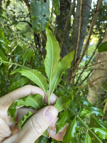 Image of Flindersia xanthoxyla by (c) Greg Tasney, some rights reserved (CC BY-SA)