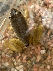 Lithobates catesbeianus