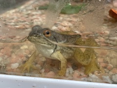 Lithobates catesbeianus