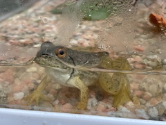 Lithobates catesbeianus
