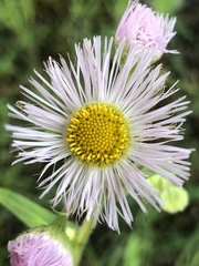 Erigeron philadelphicus