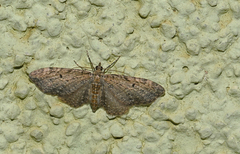 Eupithecia intricata