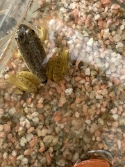 Lithobates catesbeianus