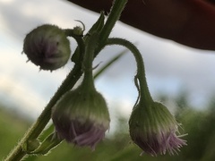 Erigeron philadelphicus