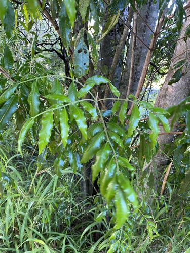 Image of Flindersia xanthoxyla by (c) Greg Tasney, some rights reserved (CC BY-SA)