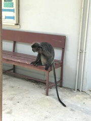 Trachypithecus selangorensis