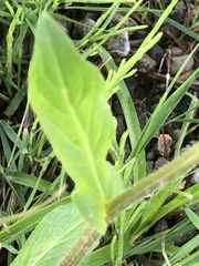 Erigeron philadelphicus