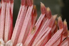 Chorotingis indigena