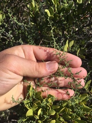 Asparagus ramosissimus