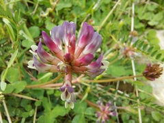 Astragalus bhotanensis