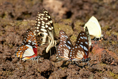 Graphium angolanus