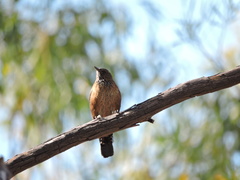 Climacteris melanurus