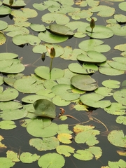 Nymphoides indica