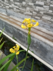 Trimezia steyermarkii