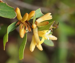 Persoonia confertiflora