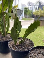 Disocactus anguliger