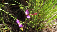 Polygala ericifolia