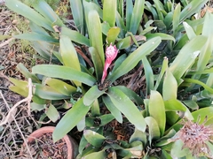 Aechmea fasciata
