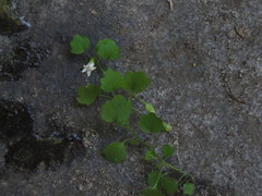 Wimmerella pygmaea
