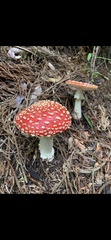 Amanita muscaria