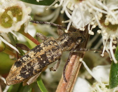 Pempsamacra dispersa