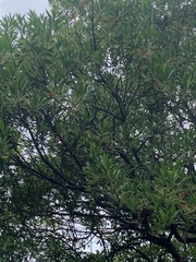 Elaeocarpus sylvestris