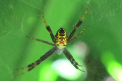 Cyrtophora cylindroides