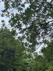 Elaeocarpus sylvestris