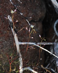 Heliophila variabilis