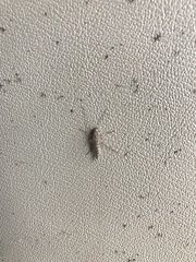 Nematocera