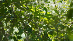 Sieboldius alexanderi