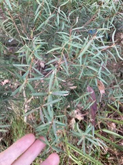 Melaleuca linariifolia