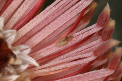 Chorotingis indigena