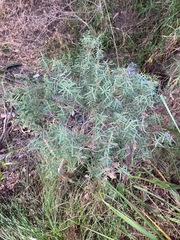 Melaleuca linariifolia