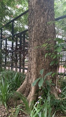 Pterocarpus indicus