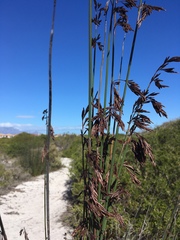 Thamnochortus punctatus