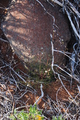 Heliophila variabilis