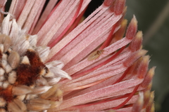 Chorotingis indigena