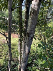 Cryptocarya sclerophylla