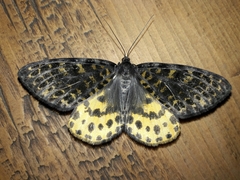 Arichanna flavinigra