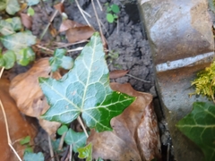 Hedera helix
