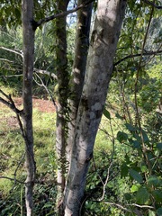 Cryptocarya sclerophylla