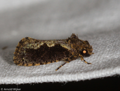 Acrolophinae