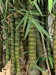 Bambusa tuldoides