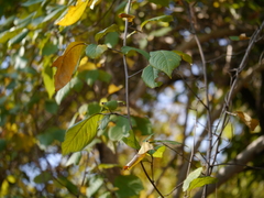 Embelia tsjeriam-cottam